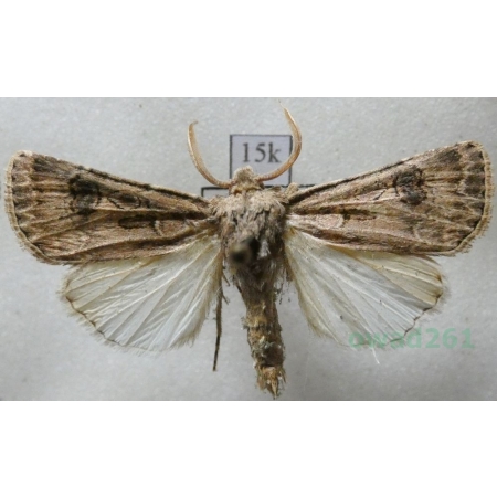 Agrotis bigramma (Esper, 1790) Slovakia15k